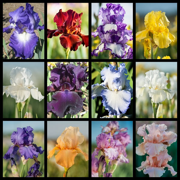 Spring Reblooming Bearded Iris Collection