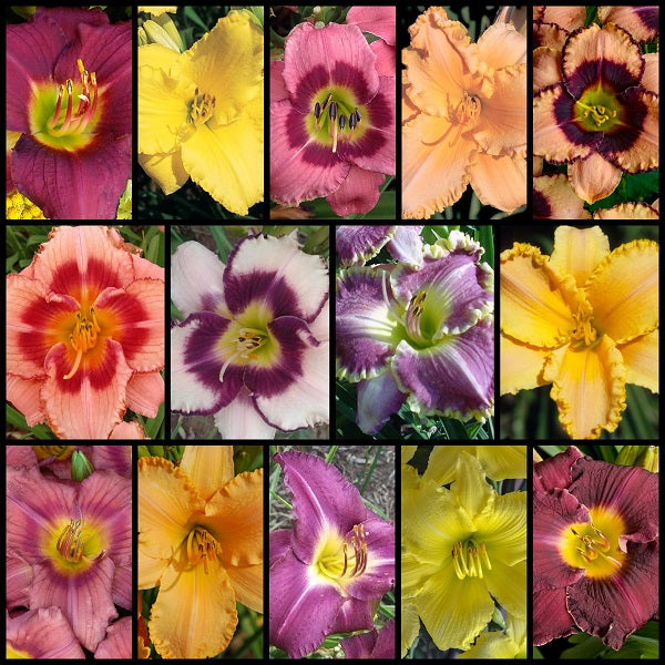 Spring Reblooming Daylily Collection