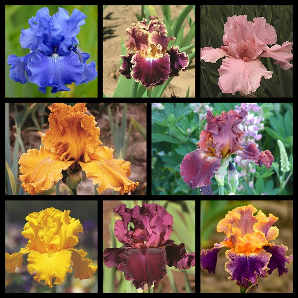 Show Off Iris Garden