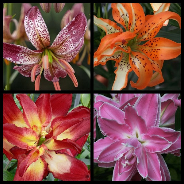 Specialty Lily Collection