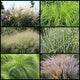 Starter Grass Garden Collection