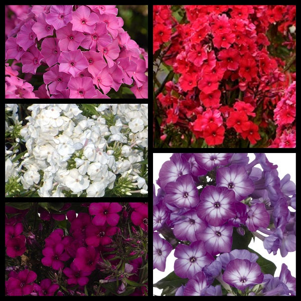 Spring Tall Garden Phlox Collection