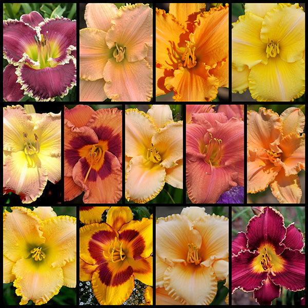 Tet's Have It Daylily Collection