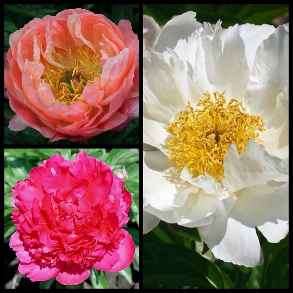 Spring The Good, The Great, The Wonderful Peony Collection