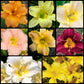 The Sampler Daylily Collection