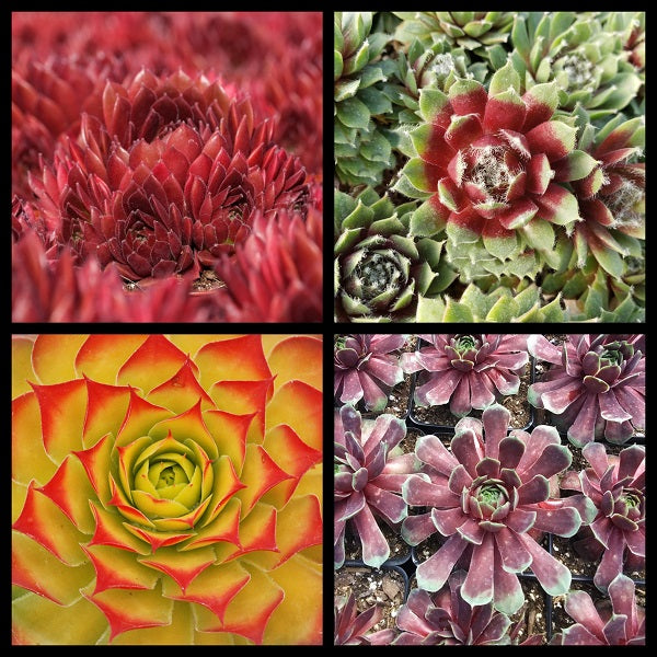 The Whole Flock Hen and Chicks Collection