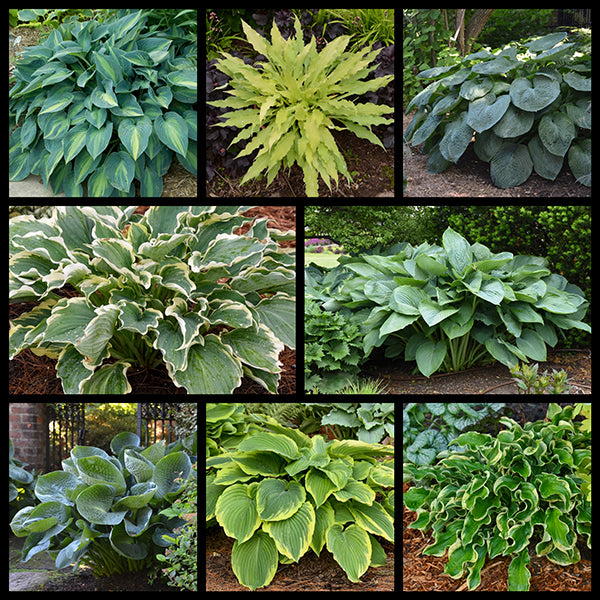 Spring Top 8 Hosta Collection