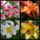 Trumpet/Orienpet Lily Collection