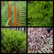 Spring Where the Fern Grows Collection