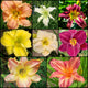 Biggest Bloom Daylily Collection