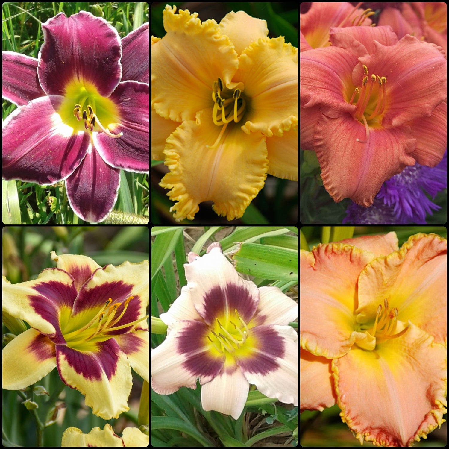 Fragrant Daylily Collection