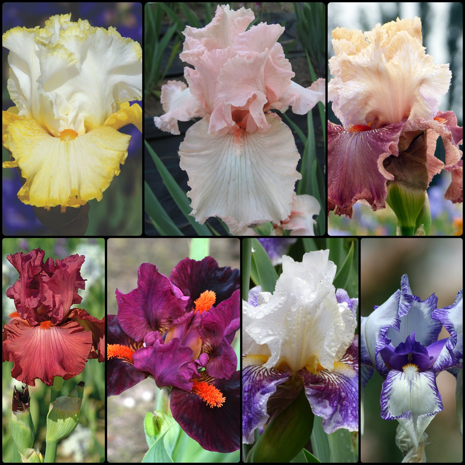 Gardener's Perfume Iris Collection