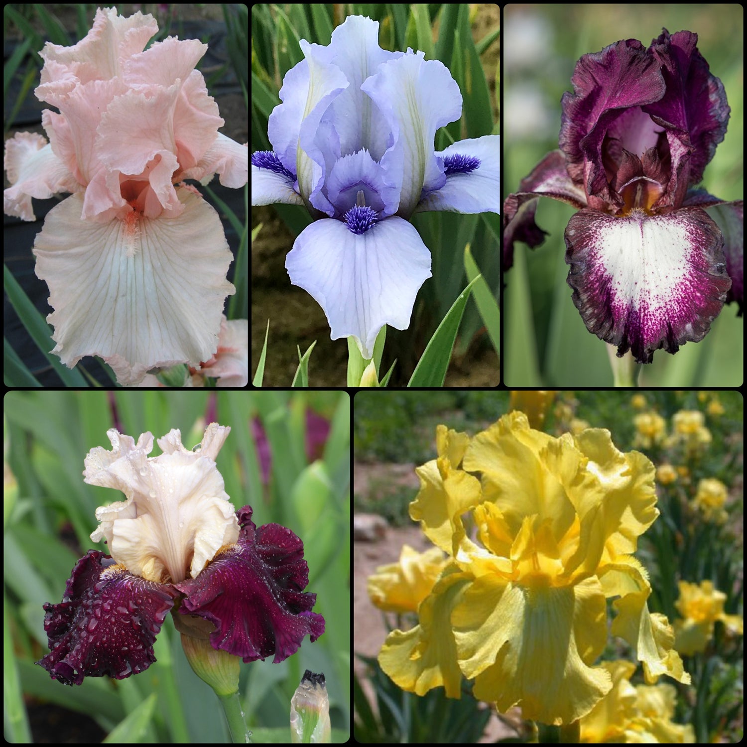 Reblooming Iris Collection