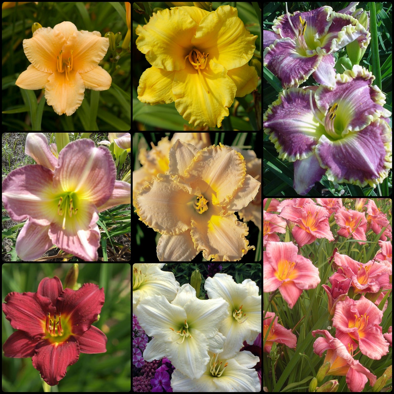 Reblooming Daylily Collection