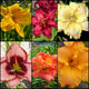 Sampler Daylily Collection