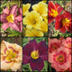 Starter Daylily Collection