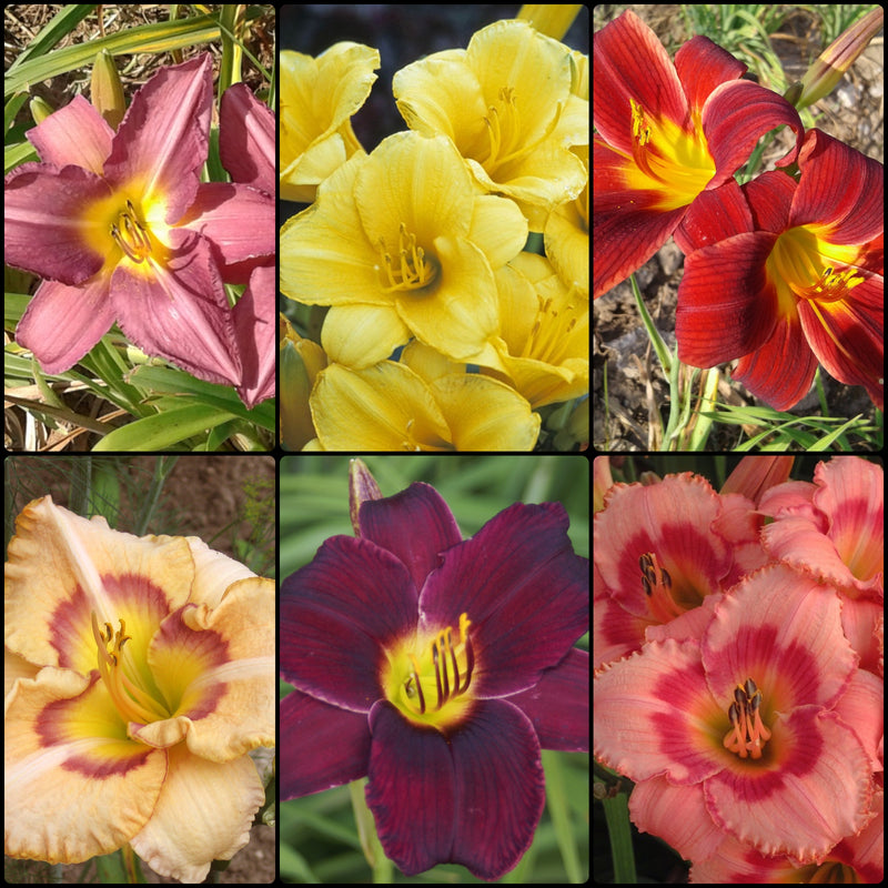 Starter Daylily Collection