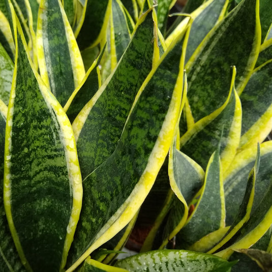 futura superba snake plant height Futura Superba Snake Plant