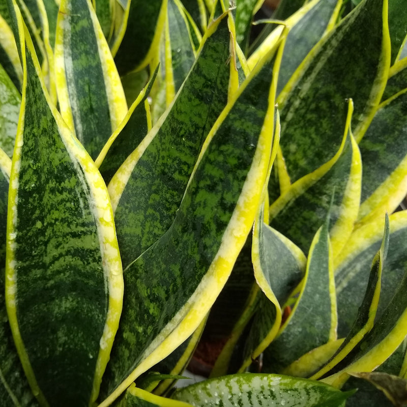 snake plant yellow edges Futura Superba Snake Plant – Wild & Son