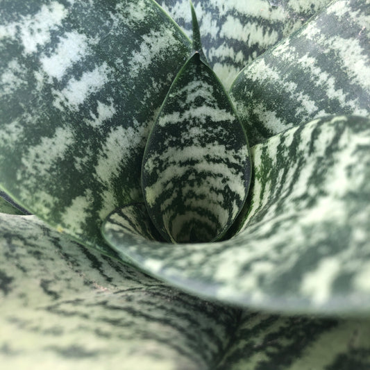 black snake plant Black Coral Snake Plant