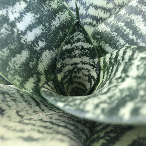 black coral snake plant Black Coral Snake Plant