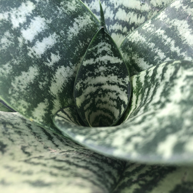 Black Coral Snake Plant