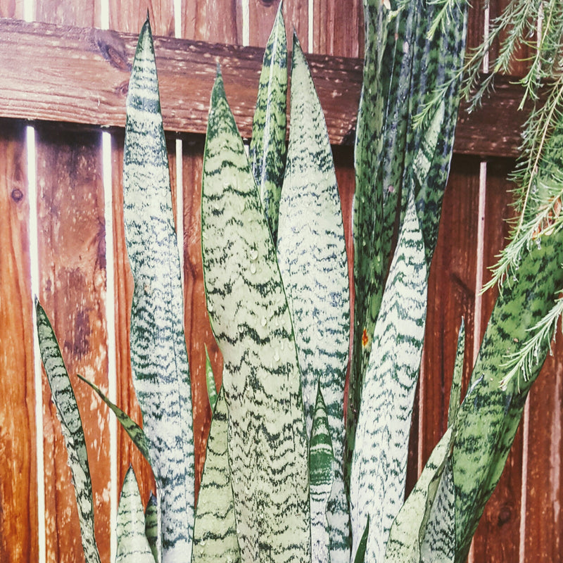 Black Coral Snake Plant