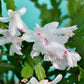 White Thanksgiving Cactus