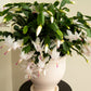 White Thanksgiving Cactus