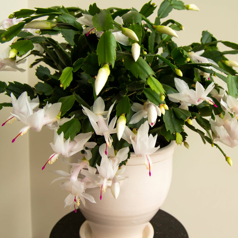 White Thanksgiving Cactus