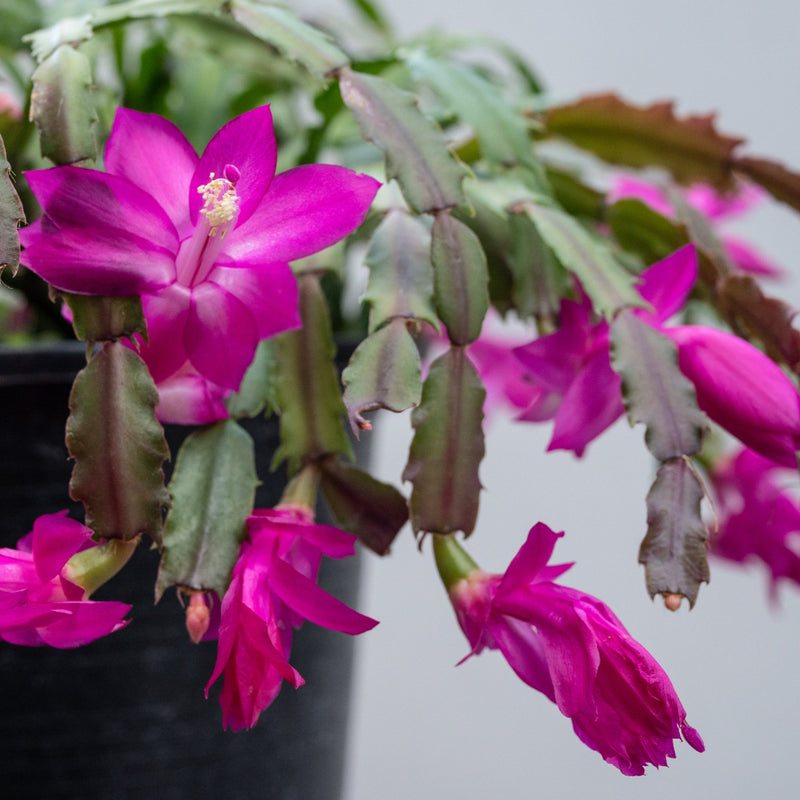 Purple Thanksgiving Cactus