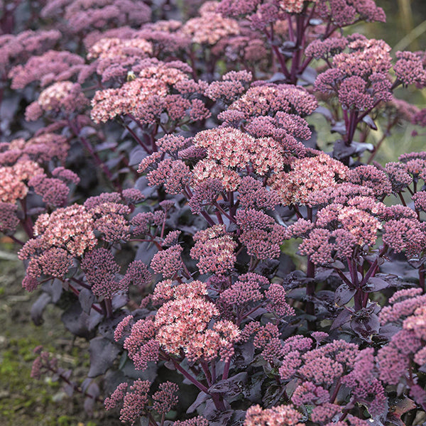 Mojave Jewels Diamond Sedum