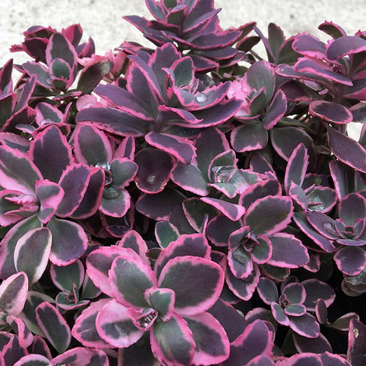 dream dazzler succulent Sunsparkler Dream Dazzler Sedum Plant