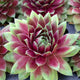 Hopewell Hen & Chicks