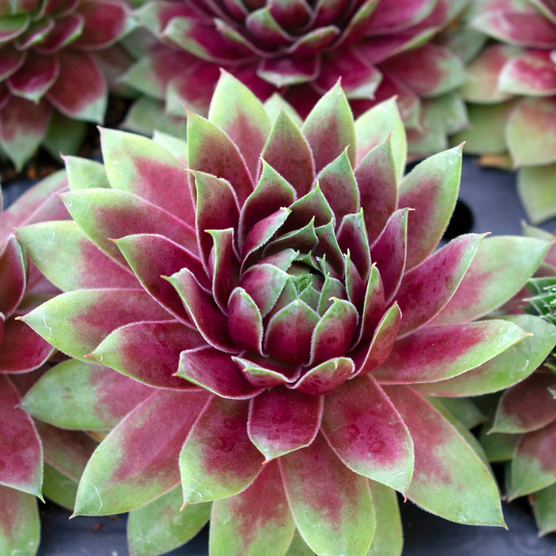 Hopewell Hen & Chicks