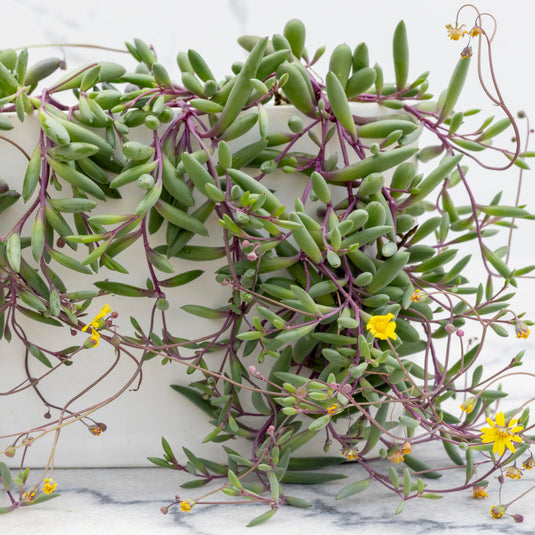 sedum banana succulent Purple Flush String of Bananas