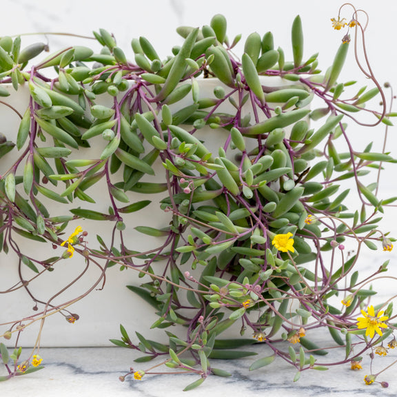 succulent purple stem green leaves Purple Flush String of Bananas