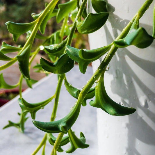 String of Dolphins