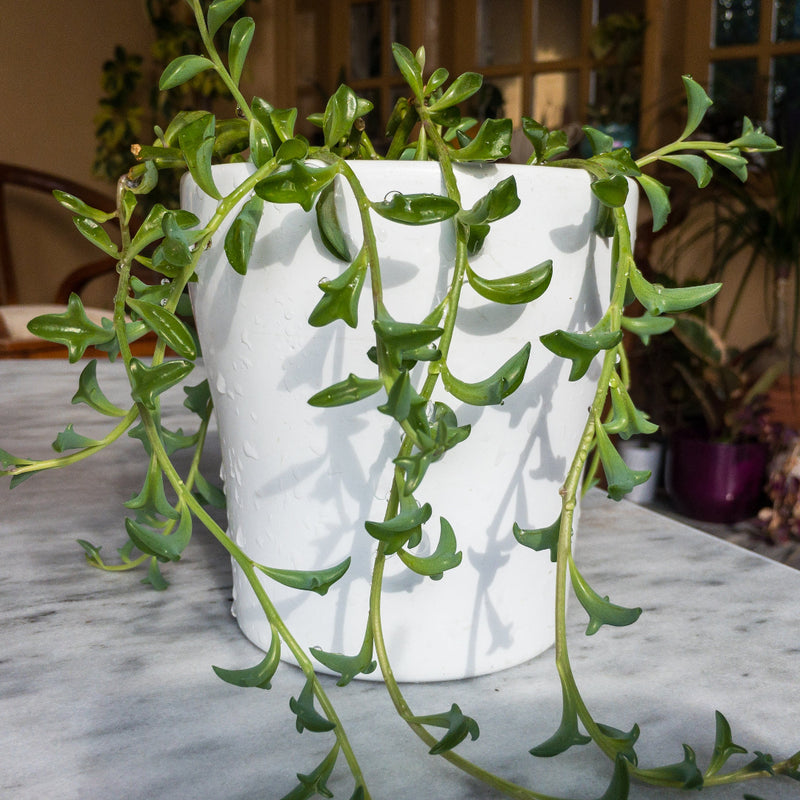 String of Dolphins