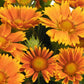 SpinTop™ Mango Blanket Flower