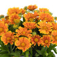 SpinTop™ Mango Blanket Flower