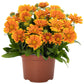 SpinTop™ Mango Blanket Flower