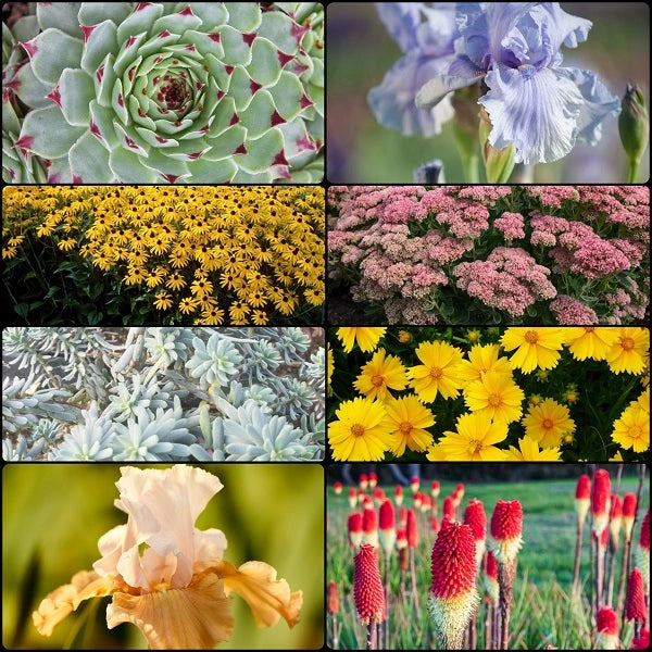 Season Ending Drought Tolerant Collection