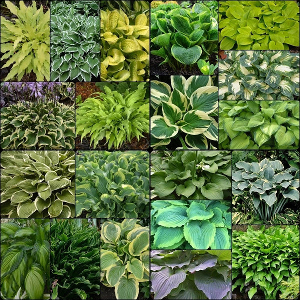 Season Ending Get All Hosta Collection