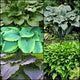 Season Ending Giant Hosta Collection