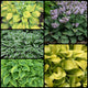 Season Ending Dwarf Hosta Collection