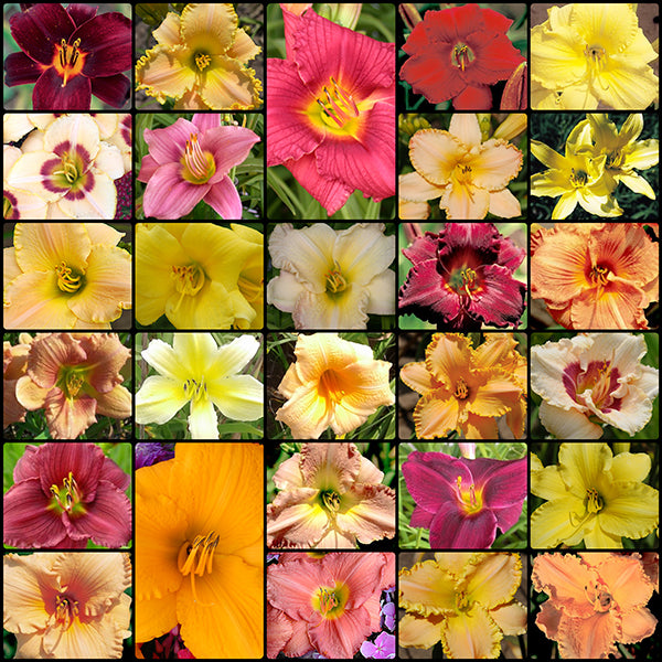 Season Ending Get Them All Daylily Collection