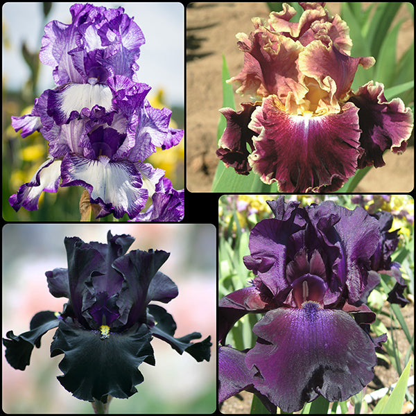 Season Ending Iris Collection