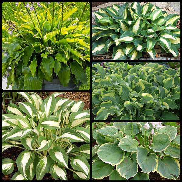 Season Ending Medium Hosta Collection