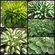 Season Ending Medium Hosta Collection